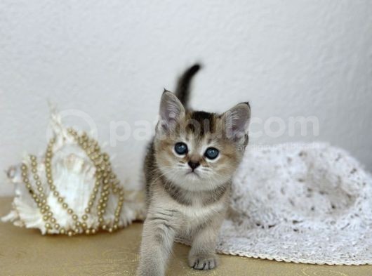Topaç Kafa British Shorthair Yavrular