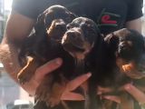 Dişi Erkek Doberman