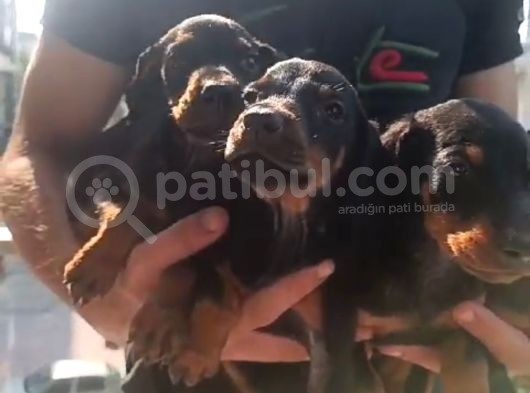Dişi Erkek Doberman görsel