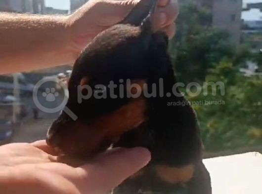 Dişi Erkek Doberman görsel
