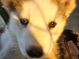 Husky Sibirya kurdu dişi Yavru bir gözü mavi diğer gözü kahverengi