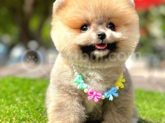 Safkan Pomeranian Boo Yavrularımız görsel