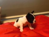 A Kali̇te Frenç Bulldog