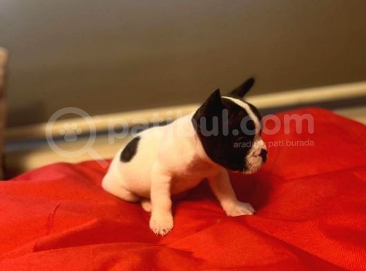 A Kali̇te Frenç Bulldog görsel