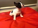 A KALİTE FRENÇ BULLDOG