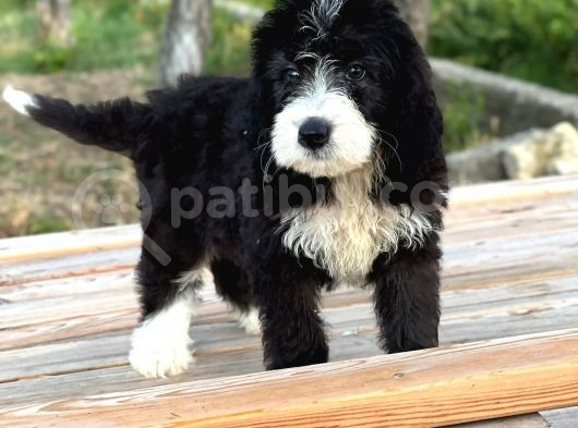 2 Aylık Doodle Yavrular görsel