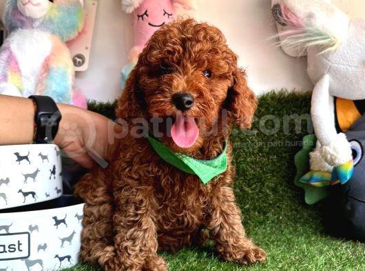 Red Brown Safkan Toy Poodle Yavrularimiz