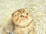 Altın kadar güzel golden scottish fold shorthair