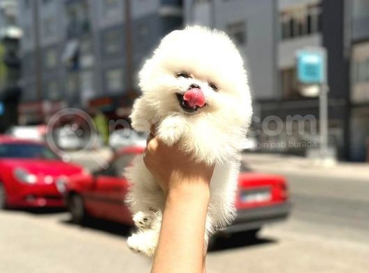 Birbirinden Güzel Bebeklerimiz görsel