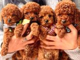 KORE KAN MİNİ TOY POODLE BEBEKLERİMİZ