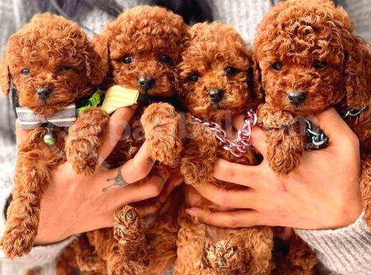 KORE KAN MİNİ TOY POODLE BEBEKLERİMİZ