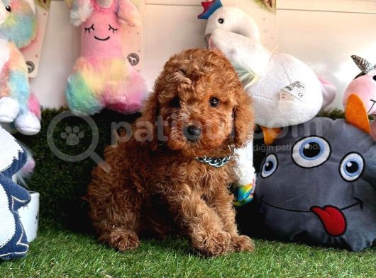Red Brown Safkan Toy Poodle Yavrularimiz görsel