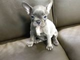 3 AYLIK FRENCH BULLDOG