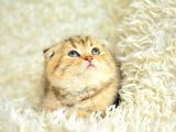 Altın Kadar Güzel Golden Scottish Fold Shorthair