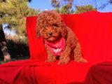 Ailenizin Yeni Ferdi Toy Poodle