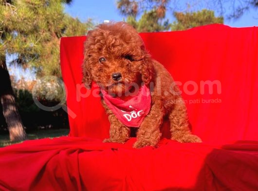 Ailenizin Yeni Ferdi Toy Poodle görsel