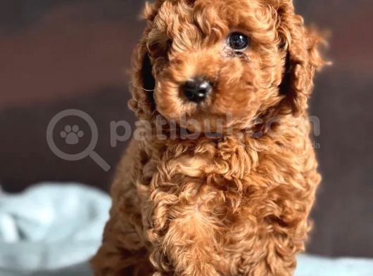 Ailenizin Yeni Ferdi Toy Poodle görsel