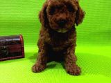 Ailenizin Yeni Ferdi Toy Poodle