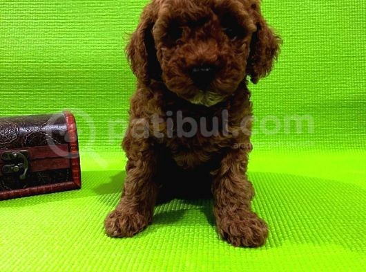 Ailenizin Yeni Ferdi Toy Poodle görsel
