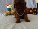 Ailenizin Yeni Ferdi Toy Poodle