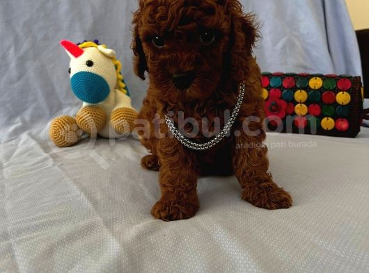 Ailenizin Yeni Ferdi Toy Poodle