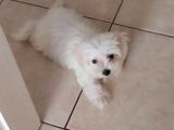 Maltese Terrier Erkek