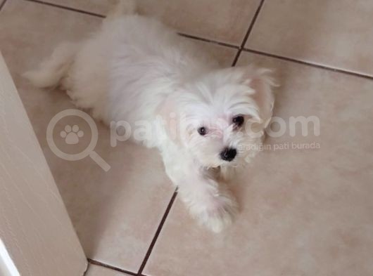 Maltese Terrier Erkek görsel