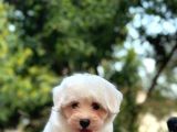 En Sevi̇mli̇ Maltese Terri̇er