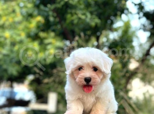 En Sevi̇mli̇ Maltese Terri̇er görsel