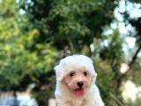 En Sevi̇mli̇ Maltese Terri̇er