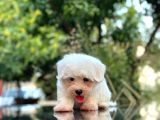 En Sevi̇mli̇ Maltese Terri̇er