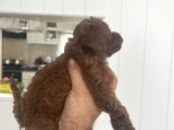 Safkan Anne Baba Bize Ait Toy Poodle