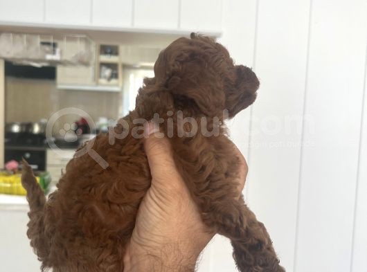 Safkan Anne Baba Bize Ait Toy Poodle görsel