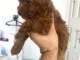 Safkan Garantili Toy Poodle