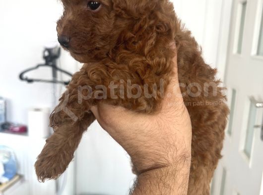 Safkan Garantili Toy Poodle görsel