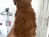 Safkan Anne Baba Bize Ait Toy Poodle