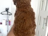 Safkan Garantili Toy Poodle
