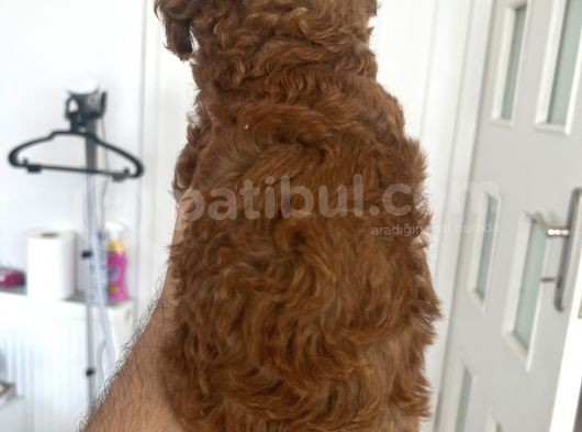 Safkan Garantili Toy Poodle görsel
