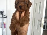 Safkan Garantili Toy Poodle