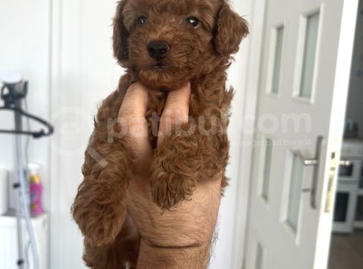 Safkan Garantili Toy Poodle görsel