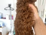 Safkan Garantili Toy Poodle