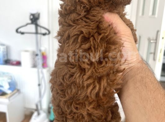 Safkan Garantili Toy Poodle görsel