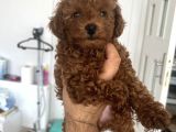 Safkan Garantili Toy Poodle
