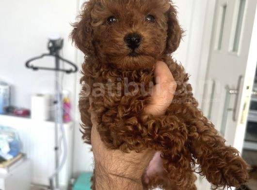 Safkan Garantili Toy Poodle