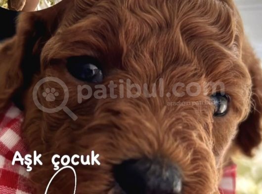 Eylülde Teslim Rezerveye Açık Yavrularımız