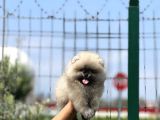 Birbirinden Güzel Bebeklerimiz 