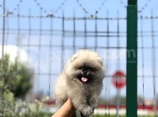 Birbirinden Güzel Bebeklerimiz 