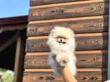Birbirinden Güzel Bebeklerimiz
