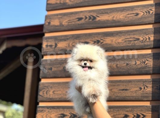Birbirinden Güzel Bebeklerimiz görsel