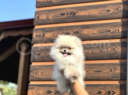 Birbirinden Güzel Bebeklerimiz görsel